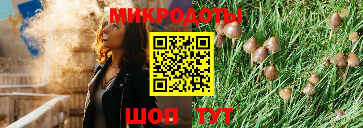 Псилоцибиновые грибы Psilocybe Кудрово